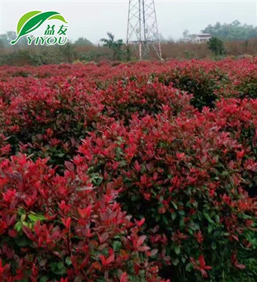 櫻花